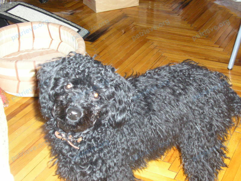 Medium young black male dog Тэдди, lost near Коммунистический пр., 20/20, Голицыно, Московская обл., Россия, 143041 on Oct 25, 2017.