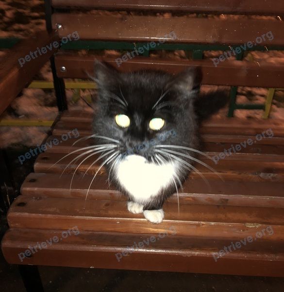 Medium young black female cat неизвестна, found near б-р 65-летия Победы, 14, Подольск, Московская обл., Россия, 142133 on Dec 14, 2017.