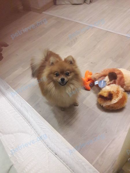 Small young orange male dog Ричик, lost near ул. Гоголя, 12, Пятигорск, Ставропольский край, Россия, 357501 on Dec 15, 2017.