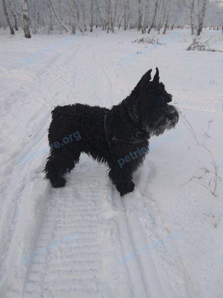 Big adult black male dog Гордей, lost near ул. Ленина, 77, Мариинск, Кемеровская обл., Россия, 652150 on Feb 03, 2018.