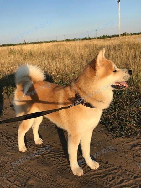 Big young orange male dog, lost near ул. Буденного, Урюпинск, Волгоградская обл., Россия, 403111 on Jul 12, 2018.