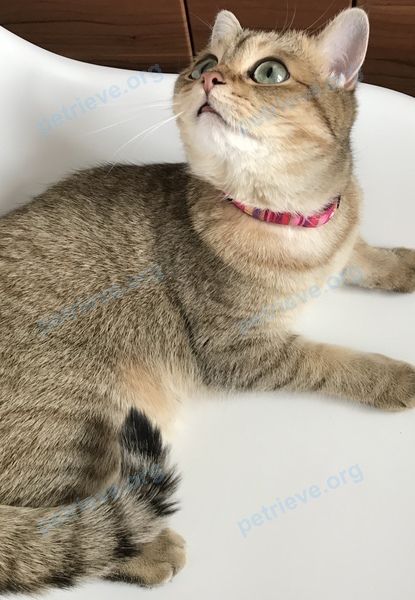 Medium young brown female cat Виля, lost near ул. Покровка, 1, Петушки, Владимирская обл., Россия, 601141 on Aug 19, 2018.