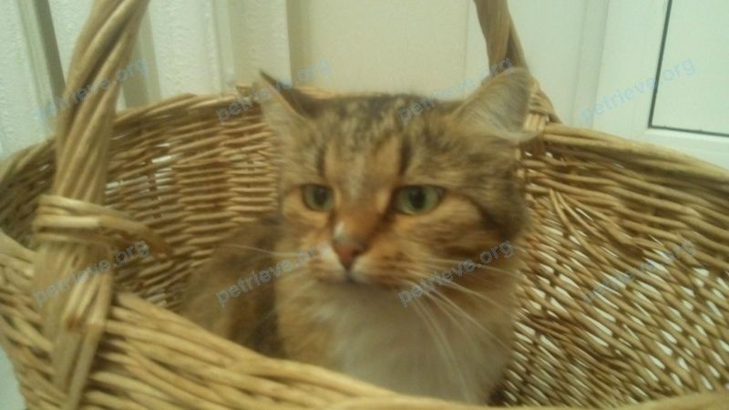 Medium adult mixed color female cat Муся, lost near 58К-96, 123, Псков, Псковская обл., Россия, 180020 on Sep 06, 2018.