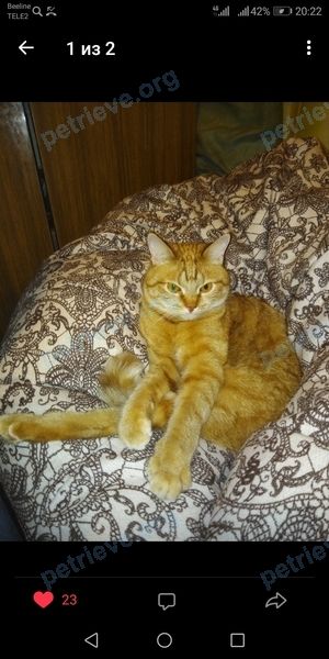 Medium adult orange male cat Кузя, lost near Среднене-Профинтерновская, 9Б, Смоленск, Смоленская обл., Россия, 214012 on Feb 22, 2019.