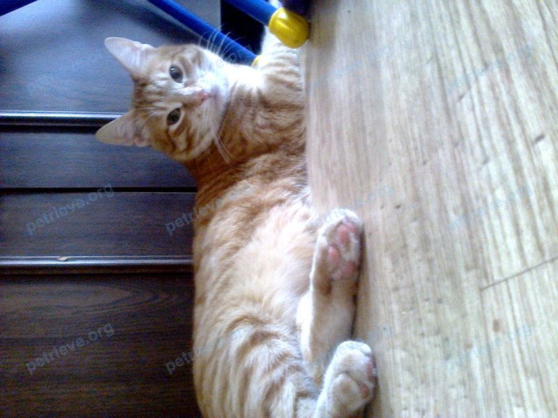 Medium adult orange male cat Рыжий, lost near ул. 800-летия Москвы, 20, Москва, Россия, 127247 on May 27, 2019.