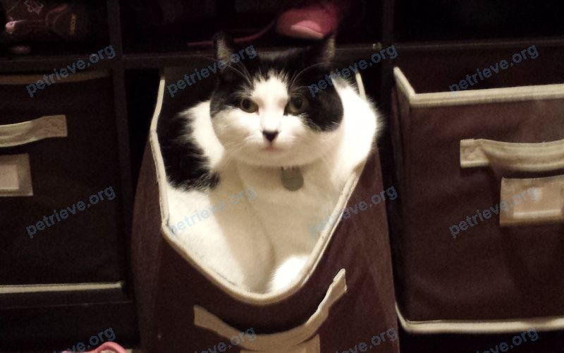 Medium adult white male cat Taco, lost near 68 Undercliff Dr, Scarborough, ON M1M 1A5, Canada on Jun 09, 2019.