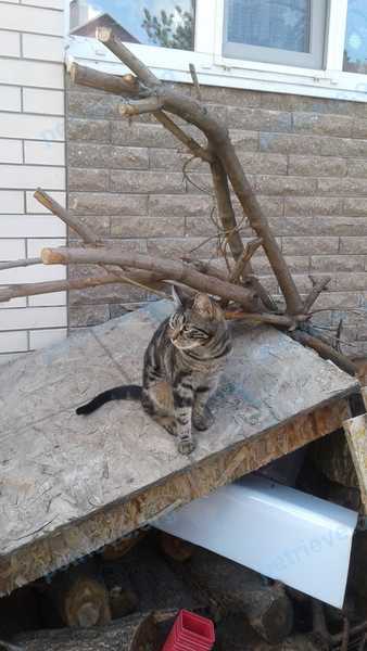 Medium young brown female cat Барса, lost near Архитектурная ул., 147А, Ростов-на-Дону, Ростовская обл., Россия, 344045 on Jun 13, 2020.