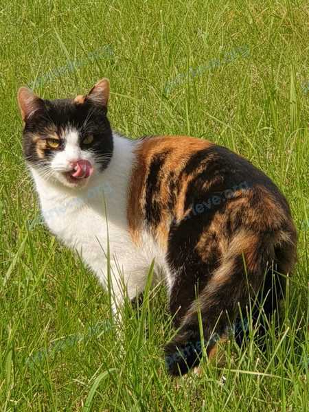 Medium young mixed color female cat Манка, lost near ул. Советская, 22, Хорлово, Московская обл., Россия, 140235 on Jun 30, 2020.