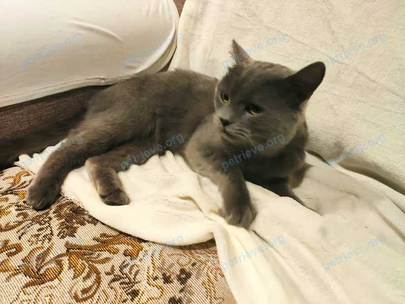 Medium young gray female cat, found near ул. Ключевская, 35, Улан-Удэ, Респ. Бурятия, Россия, 670042 on Oct 02, 2020.