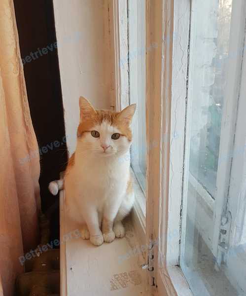 Medium adult male cat Гром, lost near ул. Молостовых, 19 корпус 3, Москва, Россия, 111558 on Oct 04, 2020.