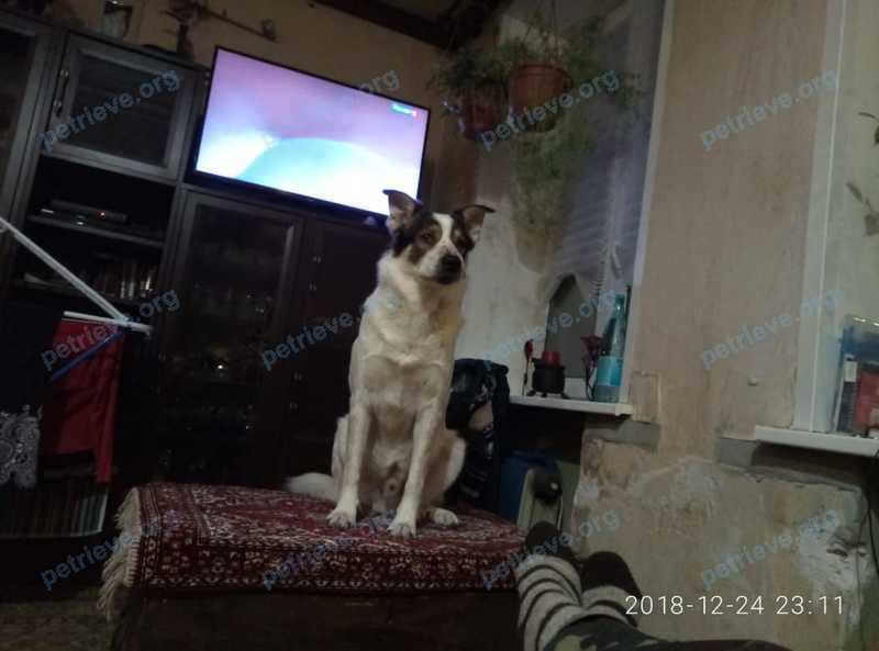 Medium adult mixed color male dog Тихон, lost near ул. Шоссейная, 30, П, Малаховка, Московская обл., Россия, 140030 on Nov 05, 2020.