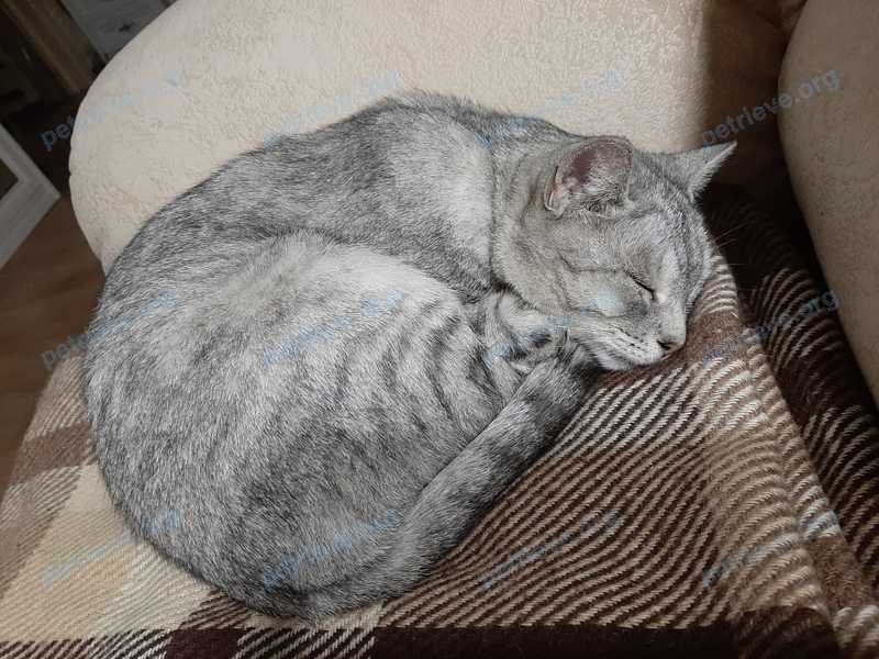 Medium adult gray female cat Маруся, lost near Октябрьская ул., 16, Ликино-Дулёво, Московская обл., Россия, 142672 on Nov 05, 2020.