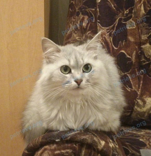 Medium old gray female cat Муся, lost near Подстёпки, Самарская обл., Россия, 445143 on Nov 13, 2020.