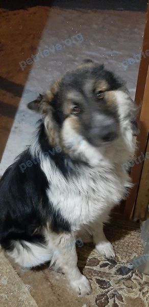 Medium young black male dog Мальчик, lost near ул. Сирина, 57, Ханты-Мансийск, Ханты-мансийский Ао, Россия, 628011 on Mar 20, 2021.