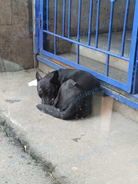 Big young black dog, found near ул. Менжинского, 23, Москва, Россия, 129327 on May 05, 2021.