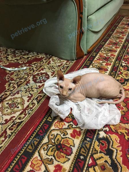 Medium young pink male cat Веня, lost near Вокзальная ул., 3, Поварово, Московская обл., Россия, 141540 on May 07, 2021.