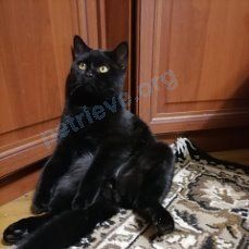 Big young black male cat Барон, lost near ул. Анджиевского, 33, Ставрополь, Ставропольский край, Россия, 355008 on May 11, 2021.