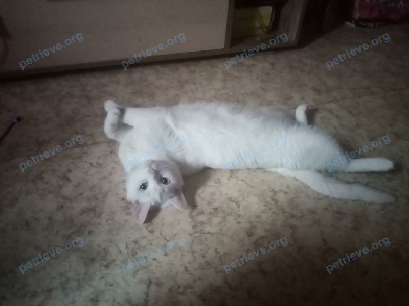 Medium adult white male cat Мави, lost near Южнобутовская ул., д 1, Москва, Россия, 117042 on Jun 30, 2021.