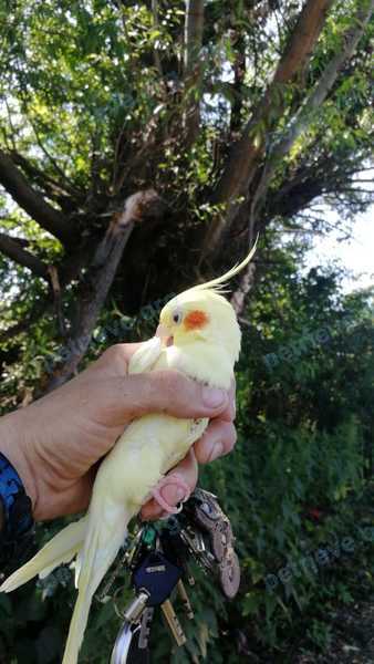 Medium adult yellow bird попугай, found near Кожурновская ул., 100, Бронницы, Московская обл., Россия, 140170 on Jul 11, 2021.