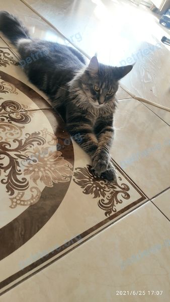 Big adult gray female cat, lost near ул. Александра Протозанова, д.10, Тюмень, Тюменская обл., Россия, 625030 on Jul 12, 2021.