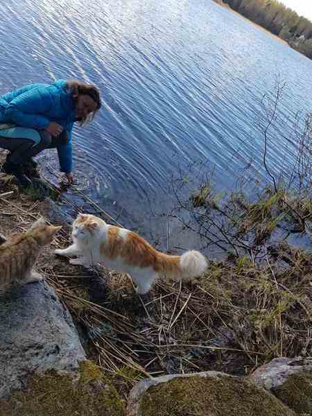 Medium adult male cat кеша, lost near Стародеревенская ул., 33, Санкт-Петербург, Россия, 197372 on Jul 20, 2021.