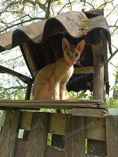 Small young orange female cat Ричи, lost near улица Мира, 40, Со́фрино, Московская обл., Россия, 141270 on Jun 02, 2022.