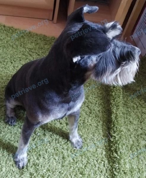 Small adult black female dog Кэсси, lost near VQ97+58 Улан-Удэ, Республика Бурятия, Россия on Jul 11, 2022.