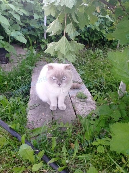 Big young white male cat Филя, lost near ул.советская 3а, Малая Вишера, Новгородская обл., Россия, 174260 on Jul 25, 2022.