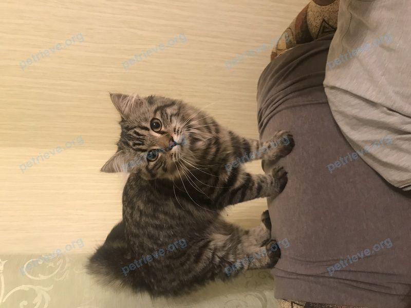 Small young gray female cat, found near ул. 45-я Параллель, 38, Ставрополь, Ставропольский край, Россия, 355011 on Aug 07, 2022.