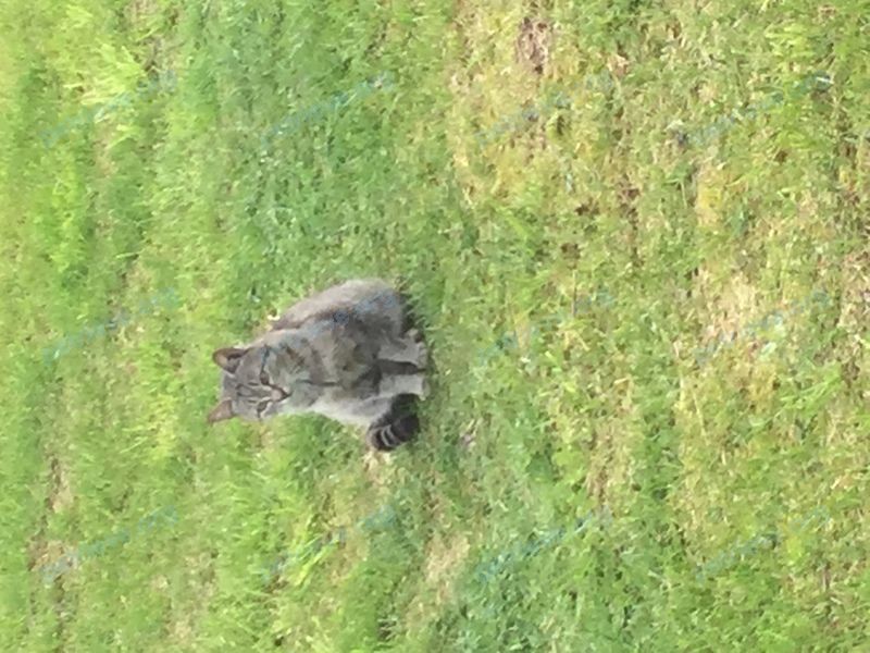 Medium old gray female cat, lost near WR6C+VQ Починки, Нижегородская область, Россия on Jun 17, 2021.