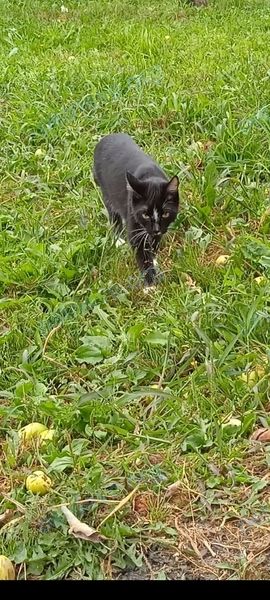 Medium young black male cat Лекс, lost near Юбилейная ул., 8, Ставрово, Владимирская обл., Россия, 601220 on Jul 15, 2022.