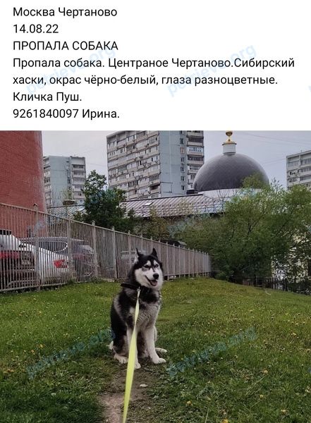 Medium adult black male dog Пуш, lost near JH68+QJ район Ясенево, Москва, Россия on Aug 14, 2022.