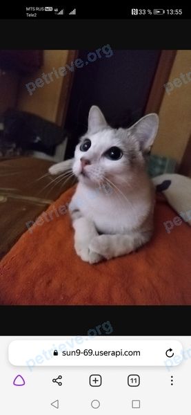 Medium young white female cat Daedra, lost near ул. Чкалова, 31, 18, Череповец, Вологодская обл., Россия, 162611 on Aug 31, 2022.