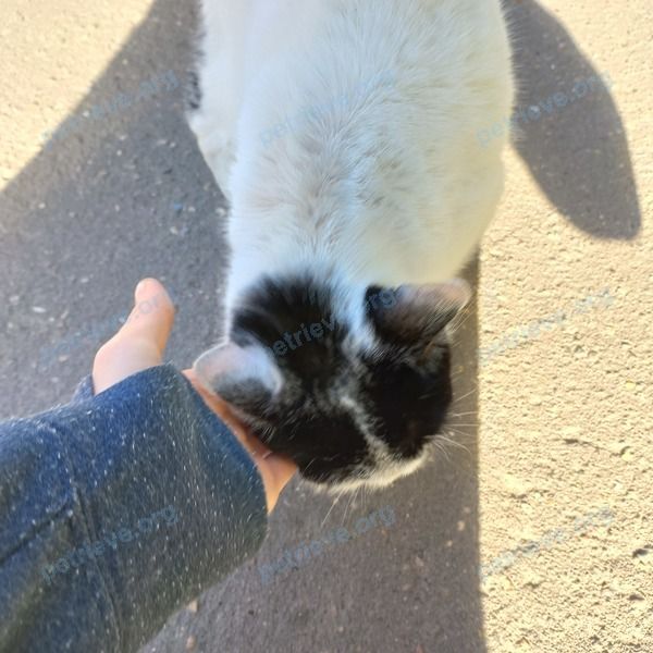 Medium young mixed color female cat, found near ул. Главмосстроя, 3 корпус 2, Москва, Россия, 119620 on Sep 03, 2022.