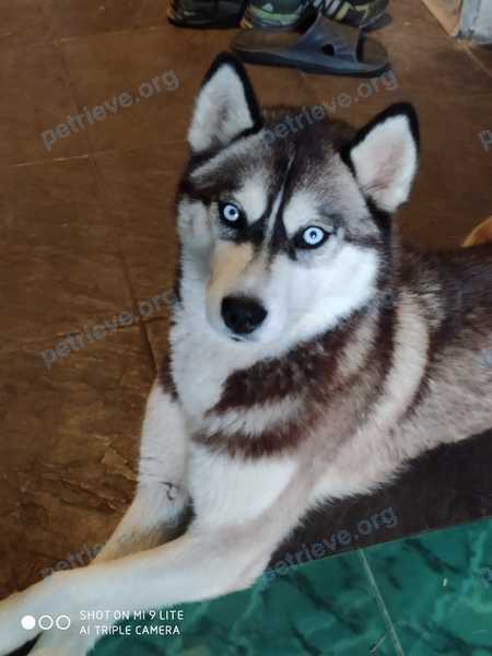 Medium young gray female dog, lost near Красная ул., 25, Хлевное, Липецкая обл., Россия, 399260 on Oct 03, 2022.