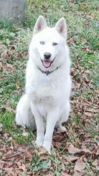 Medium young white male dog Буч, lost near Короткая ул., 153, Майкоп, Республика Адыгея, Россия, 385012 on Dec 29, 2022.