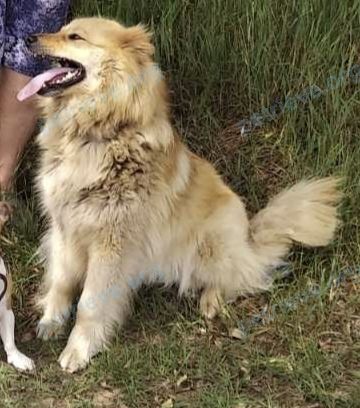 Big adult yellow female dog, lost near P59 57, Червень, Беларусь on Jul 11, 2023.