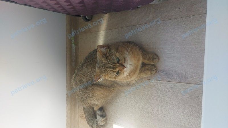 Small adult mixed color female cat Шанти, lost near ул. Никитинская, 14 корпус 1, Москва, Россия, 105425 on Oct 17, 2023.