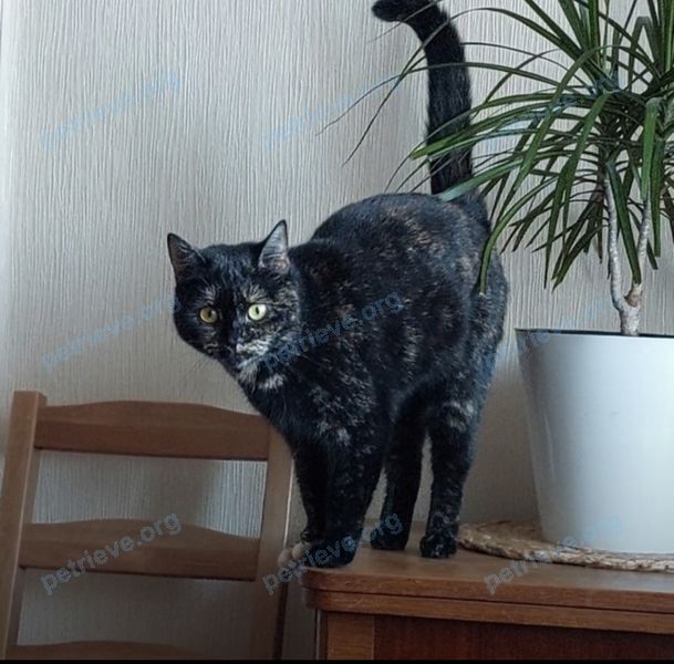 Small adult mixed color female cat, lost near Ленинский пр., 23А, Химки, Московская обл., Россия, 141401 on Apr 26, 2024.