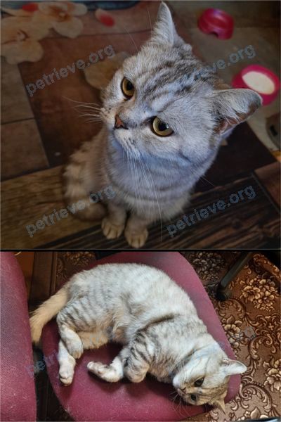 Gray female cat Снежка, lost near ул. Ленина, 13а, Уссурийск, Приморский край, Россия, 692519 on May 22, 2024.